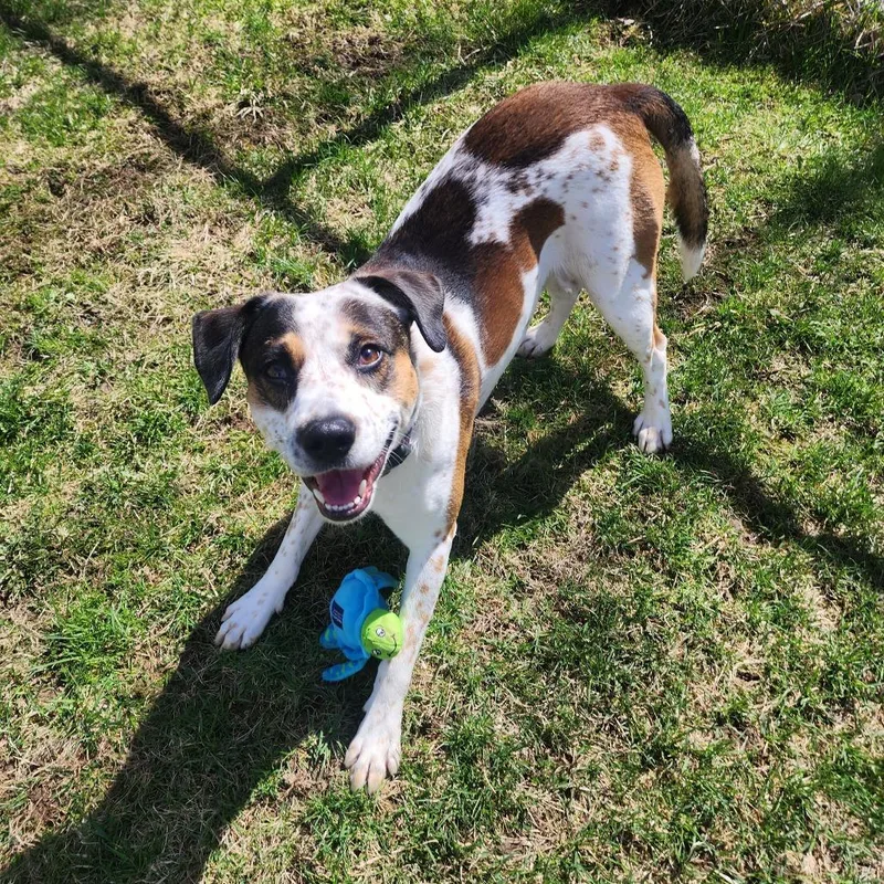 Hercules thumbnail 3