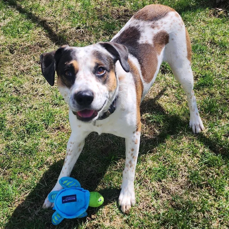 Hercules thumbnail 4