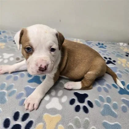 A baby large-sized male Siberian Husky dog named Aslan A for adoption in Plano, TX