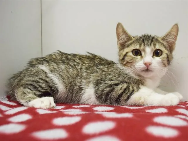 A baby small-sized female Domestic Short Hair cat named Edna for adoption in Sacramento, CA