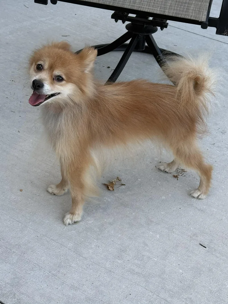 An adult small-sized male Red / Chestnut / Orange Pomeranian dog named Cory for adoption in North Freedom, WI