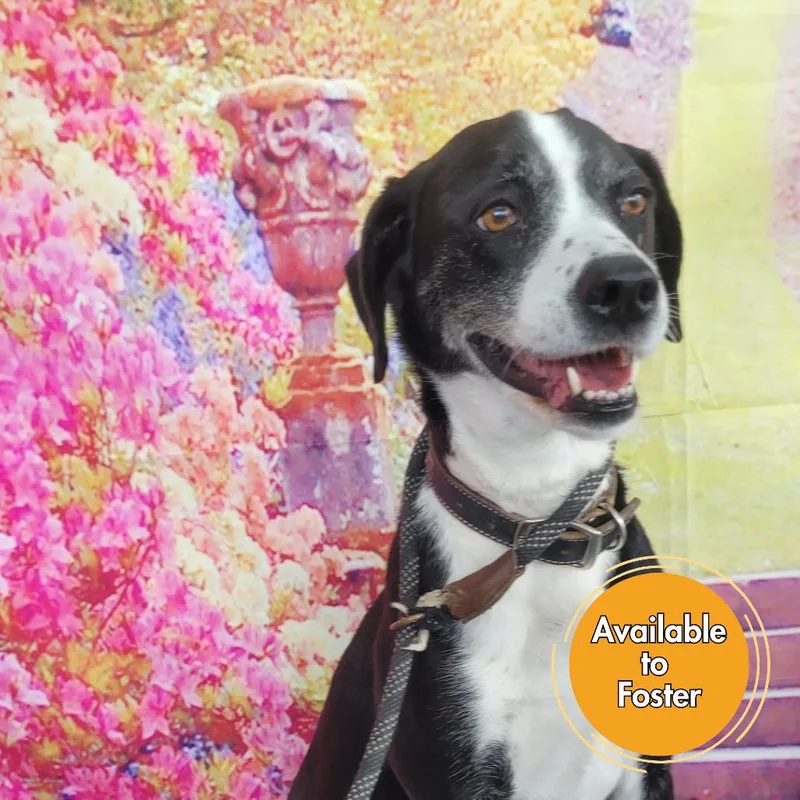 A senior medium-sized female Black Australian Shepherd dog named Nala for adoption in Normal, IL