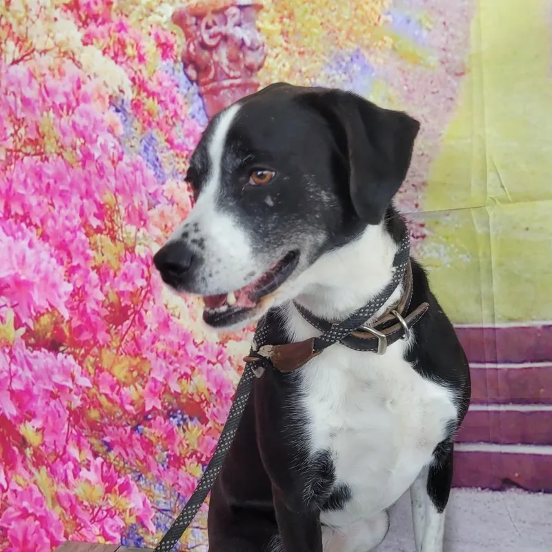 Nala thumbnail 2