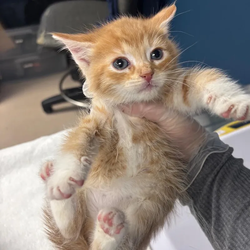 A baby small-sized male Orange / Red Domestic Short Hair cat named Butterfinger for adoption in Vineland, NJ