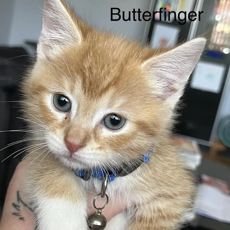 Butterfinger thumbnail 2