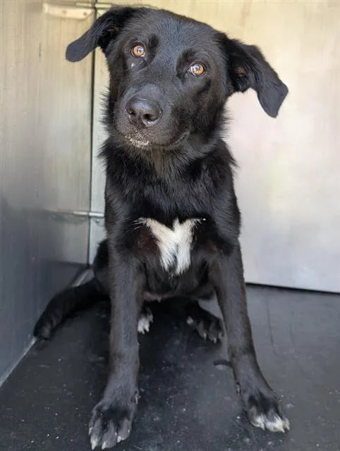 A young medium-sized female Labrador Retriever dog named Yin for adoption in San Antonio, TX