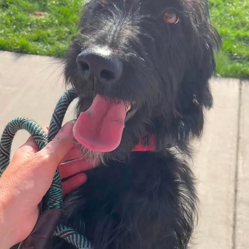 A young medium-sized female Irish Wolfhound dog named Banana Split for adoption in Minooka, IL
