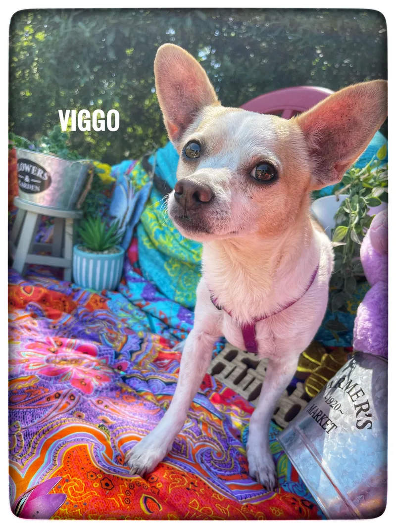 An adult small-sized male Chihuahua dog named Viggo for adoption in Sebring, FL