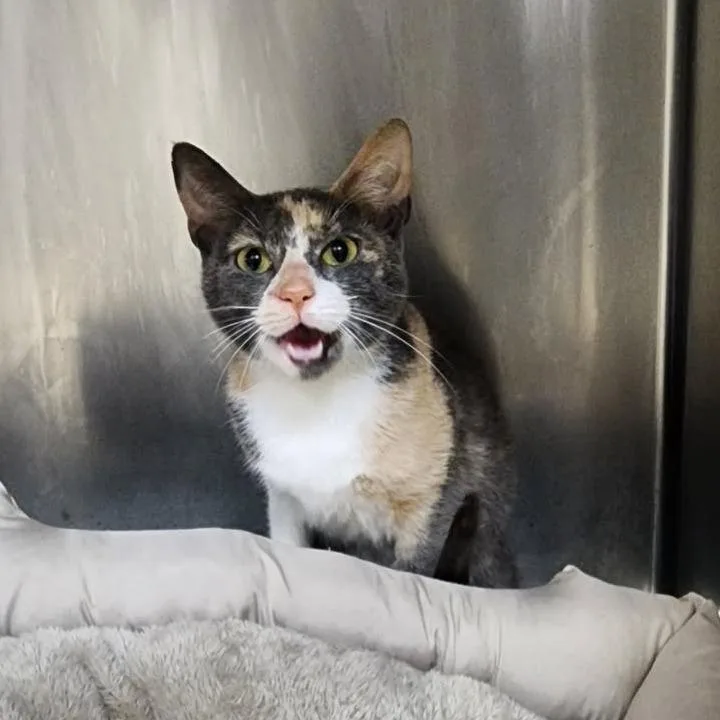 An adult small-sized female Calico Domestic Short Hair cat named Montstray for adoption in Perkiomenville, PA