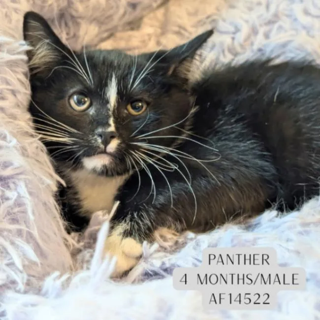 Panther