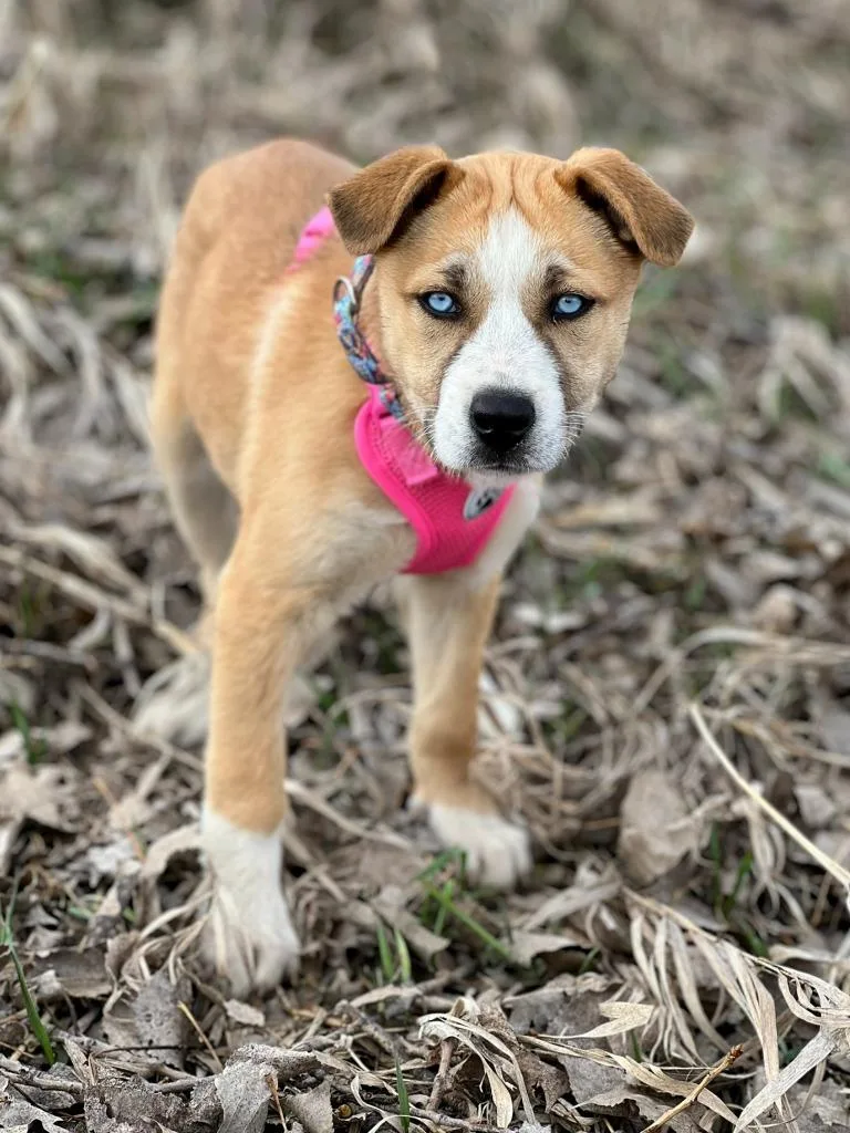 A baby medium-sized female Husky dog named Gertie for adoption in Savage, MN