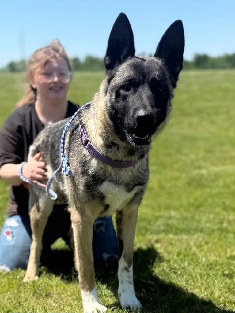 A young medium-sized female German Shepherd Dog dog named Delilah for adoption in Auburn, IN