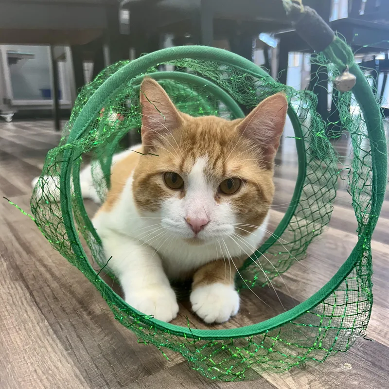 A baby medium-sized male Tabby (Orange / Red) Tabby cat named Victor for adoption in Grand Rapids, MI