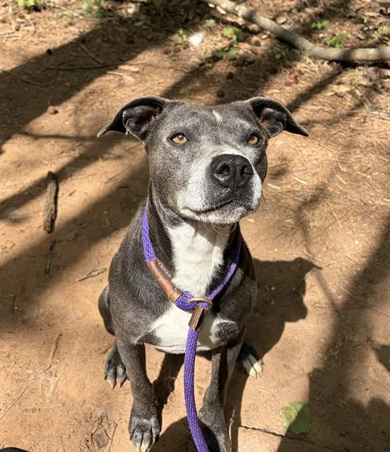 An adult large-sized male Pit Bull Terrier dog named Kingston for adoption in Charlotte, NC