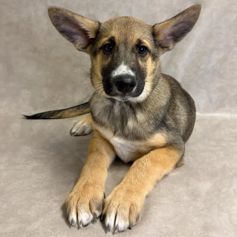 A baby small-sized male Shepherd dog named Travis for adoption in Parker, CO