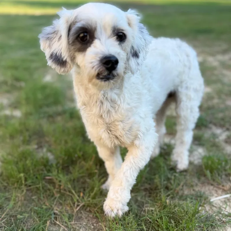 An adult small-sized male Poodle dog named Snoopy for adoption in Baton Rouge, LA