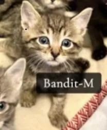 A baby medium-sized male Tabby (Brown / Chocolate) Tabby cat named Bandit for adoption in Omaha, NE