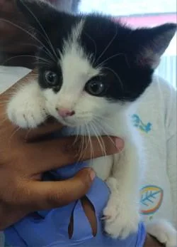 A baby medium-sized female Domestic Short Hair cat named Willow for adoption in West Memphis, AR