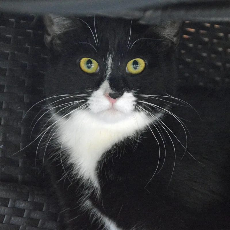 An adult medium-sized female Domestic Short Hair cat named Charlie for adoption in Middletown, NY