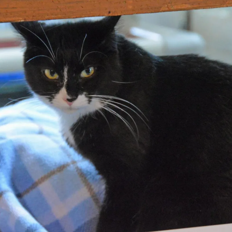 Charlie thumbnail 5