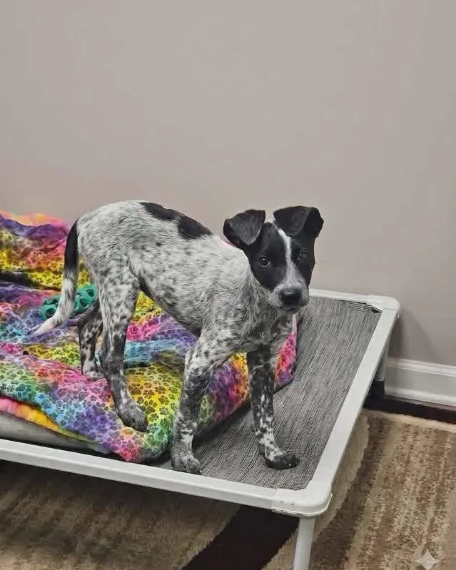 Marbles