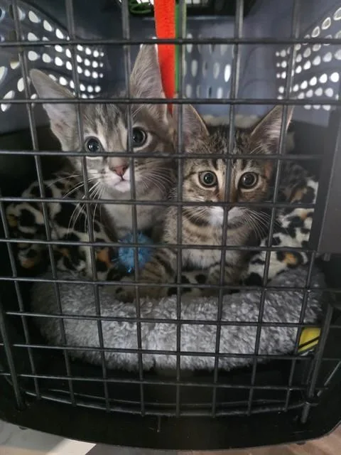 A baby small-sized female Domestic Short Hair cat named Espurr for adoption in Omaha, NE
