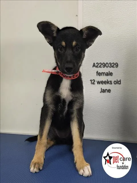 Jane