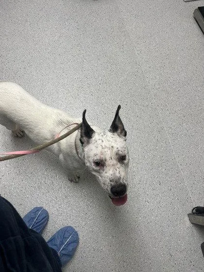 A young large-sized male Pit Bull Terrier dog named Ojai for adoption in Oakland, CA
