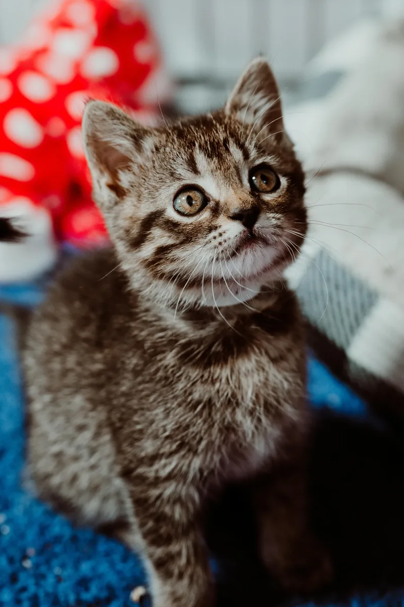 A baby medium-sized female Tabby (Tiger Striped) Domestic Short Hair cat named Meeshe for adoption in Le Mars, IA
