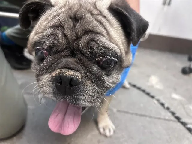A senior small-sized male Pug dog named Winston for adoption in Tucson, AZ