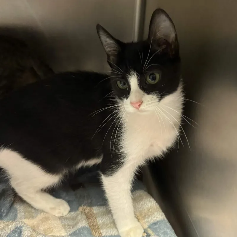 A baby small-sized female Black Domestic Short Hair cat named Pinky for adoption in Beaumont, TX