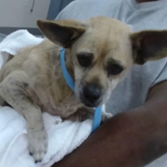 An adult small-sized male Brown / Chocolate Chihuahua dog named Kenji for adoption in Pacific Grove, CA