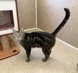 A young medium-sized female Domestic Short Hair cat named Daisy for adoption in Mc Cormick, SC