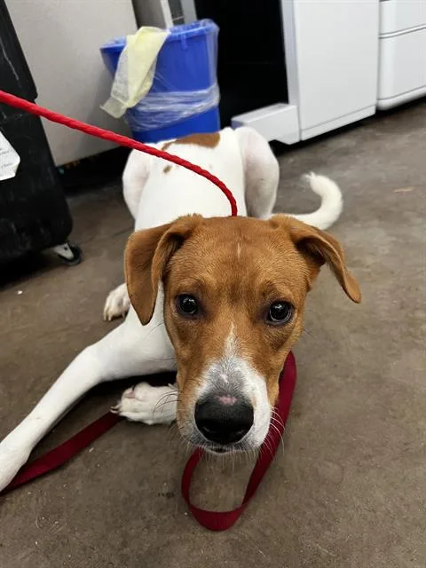 A young large-sized female Mixed Breed dog named Jane for adoption in Dallas, TX