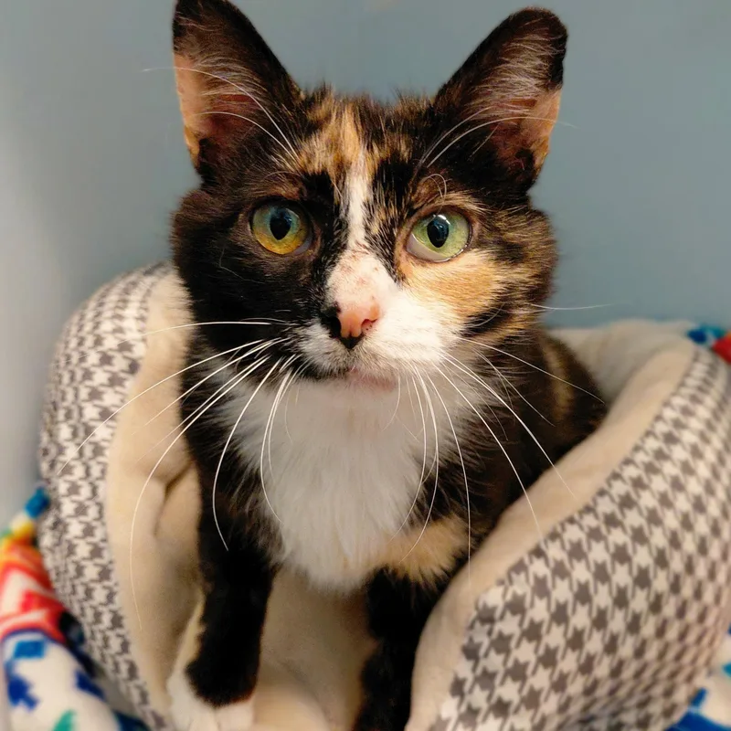 An adult medium-sized female Tortoiseshell Domestic Short Hair cat named Ginger for adoption in Stanley, VA