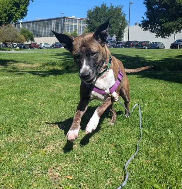 A senior large-sized female Pit Bull Terrier dog named Crayola for adoption in Oakland, CA