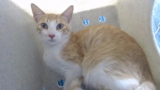 A young medium-sized female Domestic Short Hair cat named Chicken Nugget for adoption in Downey, CA