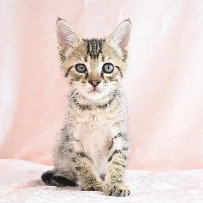 A baby small-sized male Brown / Chocolate Domestic Short Hair cat named Mater for adoption in Mobile, AL