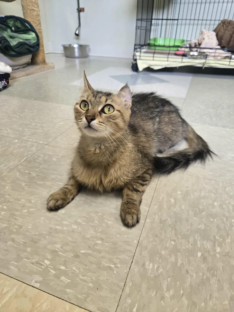 A young medium-sized female Domestic Medium Hair cat named Azalea for adoption in Binghamton, NY