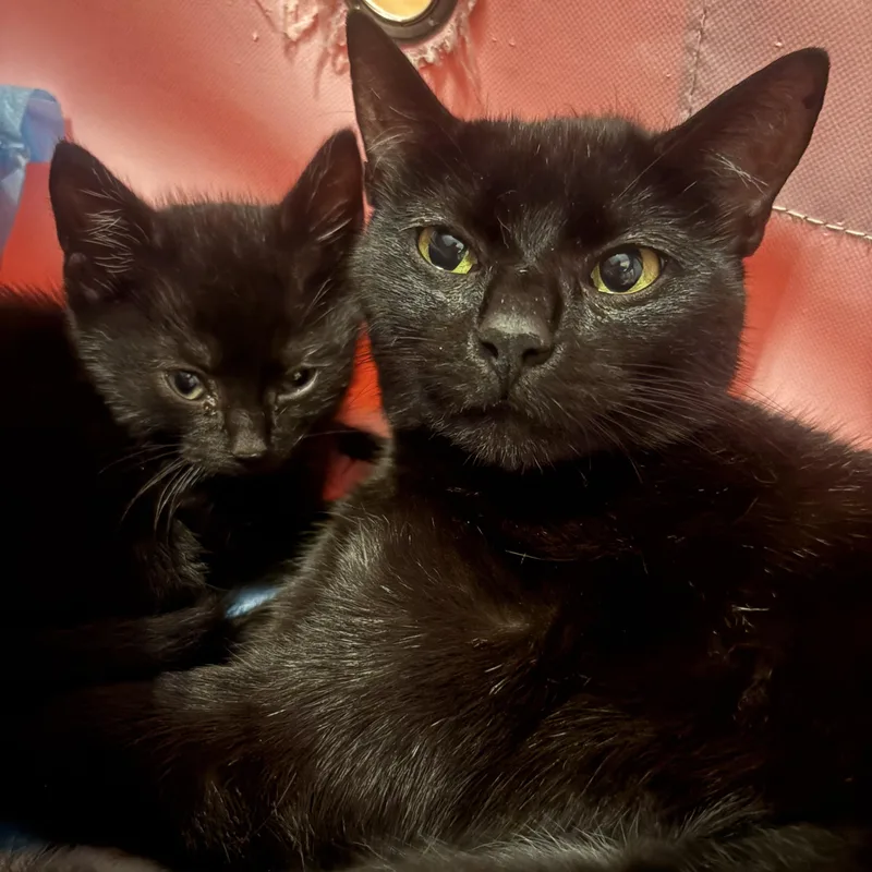 A baby small-sized male Black Domestic Short Hair cat named Elton John for adoption in LITTLE MOUNTAIN, SC