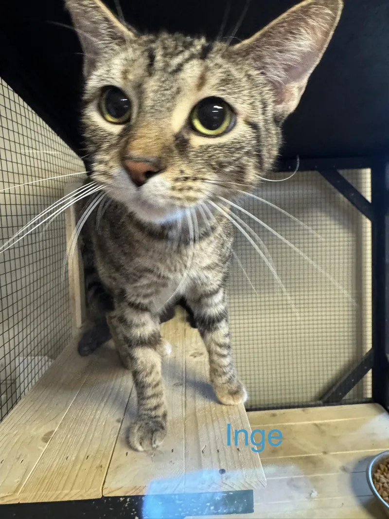 Inge