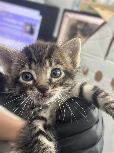 A baby medium-sized male Domestic Short Hair cat named Manny for adoption in Dallas, TX