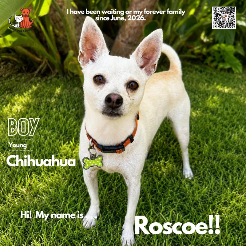 An adult small-sized male White / Cream Chihuahua dog named Roscoe for adoption in Westminster, CA