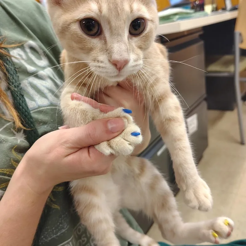 A baby small-sized male Buff / Tan / Fawn Domestic Short Hair cat named Cassian for adoption in Ashtabula, OH
