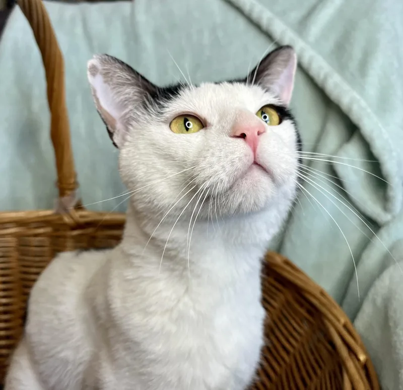 A young medium-sized male Black & White / Tuxedo Domestic Short Hair cat named Oscar for adoption in Rocky Hill, CT
