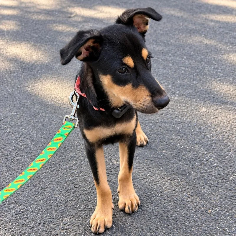 A baby medium-sized male Bicolor German Shepherd Dog named Joshua for adoption in Baldwin, MD