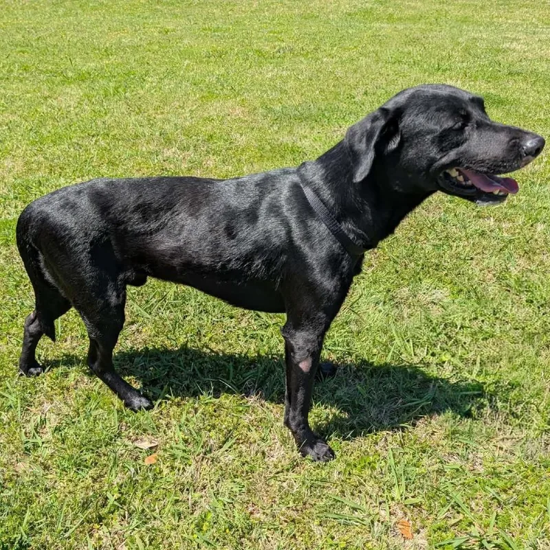 An adult medium-sized male Black Labrador Retriever dog named Garth for adoption in Austin, TX