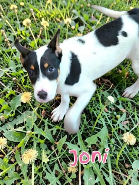A baby medium-sized female Mixed Breed dog named Joni for adoption in Toledo, OH