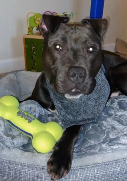 An adult large-sized male Mixed Breed dog named Draco for adoption in Fairfax, VA