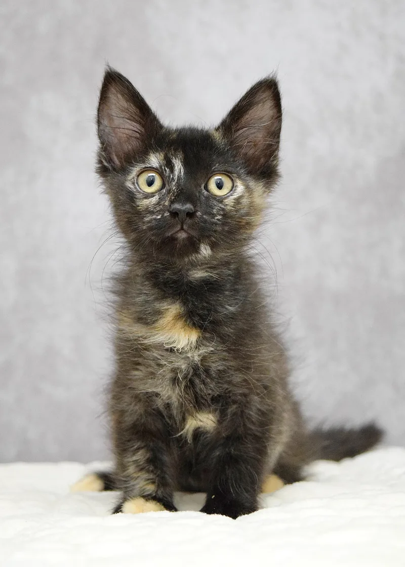 A baby medium-sized female Tortoiseshell Domestic Short Hair cat named Kelly for adoption in Dublin, CA